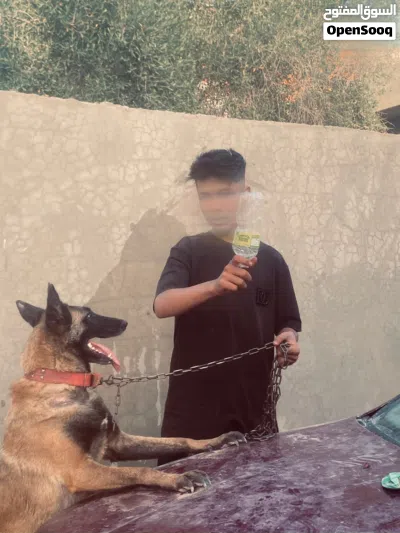انتايه مينوا البيع تحتها جروي البيع حت هنا 2