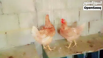 بيض دجاج لوهمان براون 4