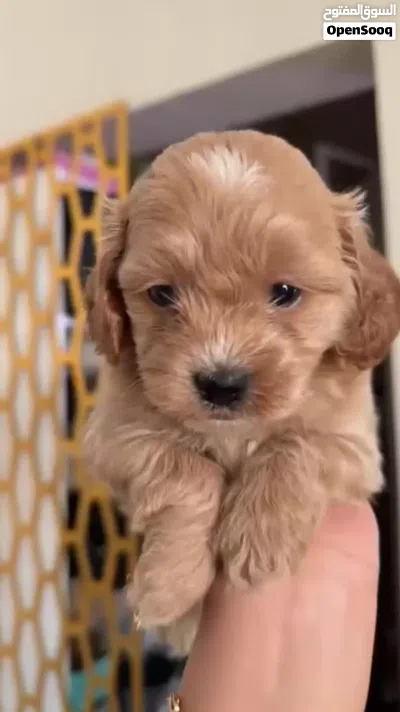 Toy poodle 2