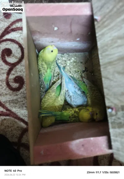 جوز حب معو خمس فراخ على وجه فطم 3