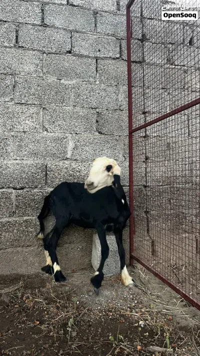 حملة للبيع 3