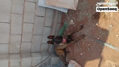 ذكر العمر 8 شهور 2