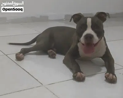 i have dog amircan bittpull i wont sell 4