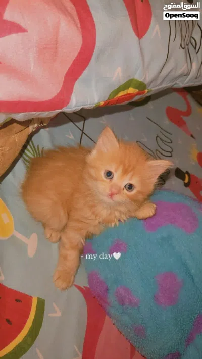 قطط شيرازى 3