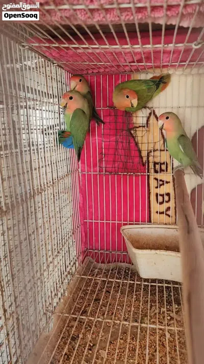 للبيع طيور روز 4