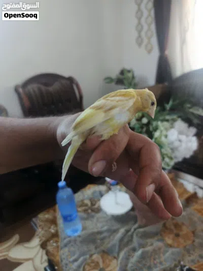 جوز مخاليف رازا جاسب 3