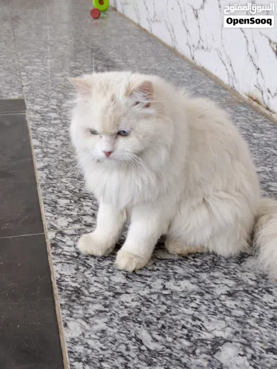 قطه للبيع... 2