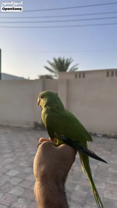 بغبغاء دره اليف جدا 2