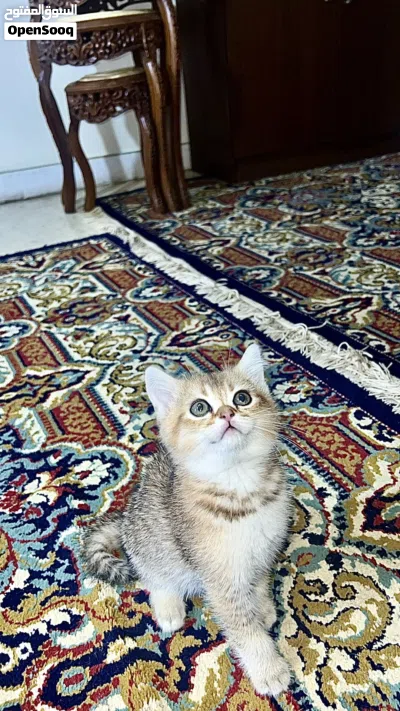 undefined 2