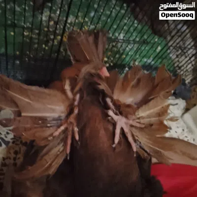 متاح نثيه راعب نجفيه الخط الاول امايه بزاره شرط البيض وشد 3