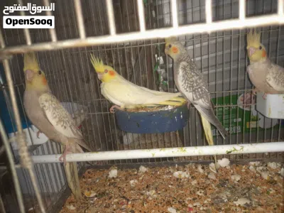 4 حبات طيور الكوكتيل صحة ونضافة ولون للبيع سكان البقعة 3