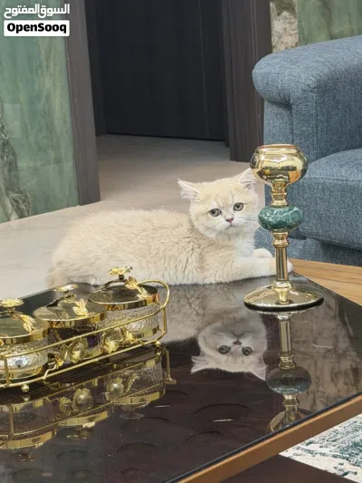 سكوتش ستريت cy عالمي جدا وعمره 3 اشهر وذكر متواجد في عمان 4