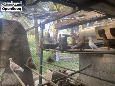 للبيع حمام الوصف مهم 2