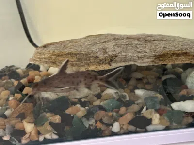 Aquarium size 33x20 with lights and filter a pair of synodontis petricola fish 2