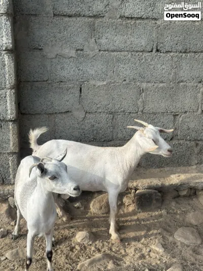 للبيع صخلات مال صلاله 4