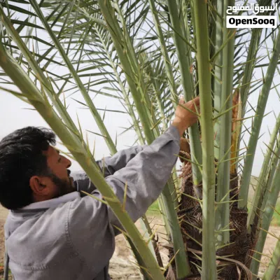 انا شغل نخل اذا في انت اي شغل نخل كلم انا شكرا 2