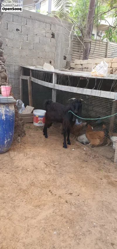 السلام عليكم جدي ماشاء الله عز ماتربط متاح طرابلس زناته 3