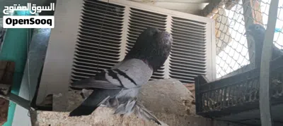 pigeon sale الــنــوع: حمام نفاخ 3