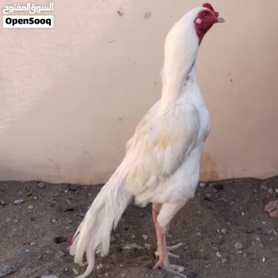 ديك ميوالي (هيرا) 4