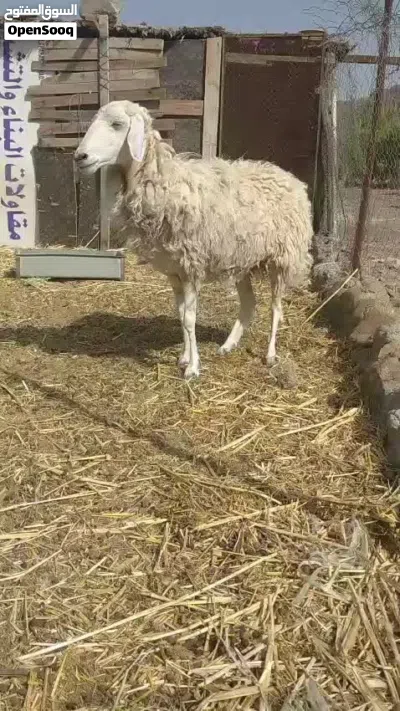 حملة للبيع 3