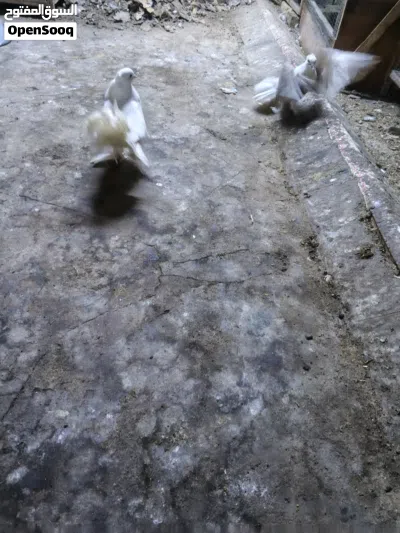 حمام عرايس عدد 3 للبيع 4