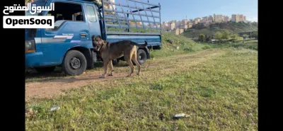 جوز كلاب كانجال بيور منتج لونهم بني فاتح حجم ضخم جدًا 2