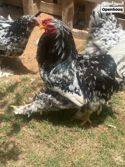بسم الله ماشاءالله كوبيه براهما عملاق فولي ربي يبارك فروج و3 دجاجات منتجات 3