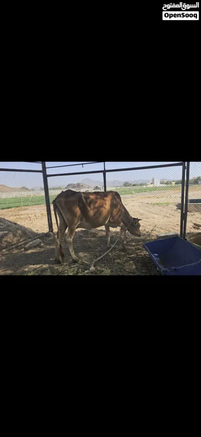 للبيع بقره عمانيه شوف الوصف 4