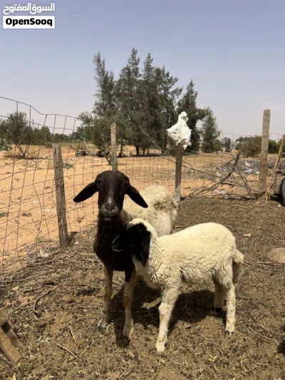 نعجة اول جمع تحتها فطيمة للبيع 4
