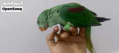فرخ درة نيبالي عمر شهرين 2