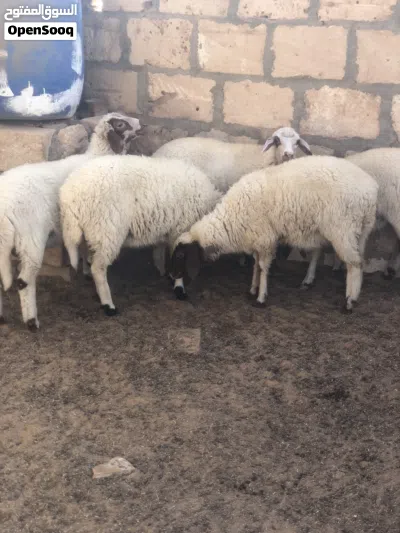 5فطايم مشالله 2