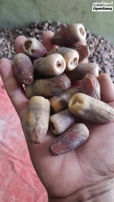 تمر نغال محقب. عبري. انتاج جديد 3