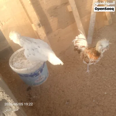 دجاج بانكس للبيع 4