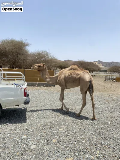 ناقة باطنية اصل 4