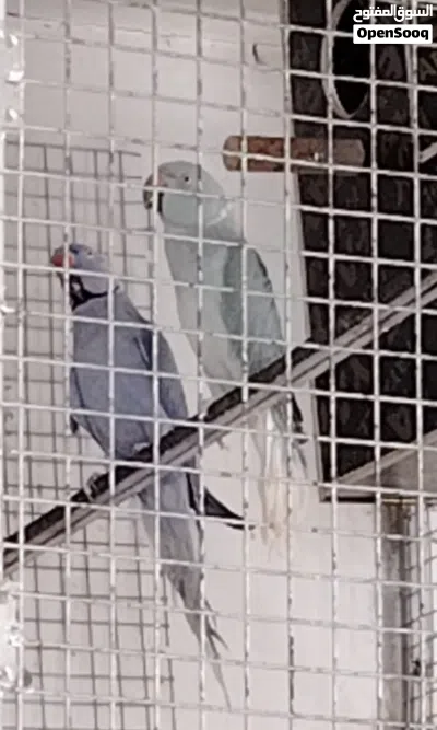 بغبغاء درة ملونة 2