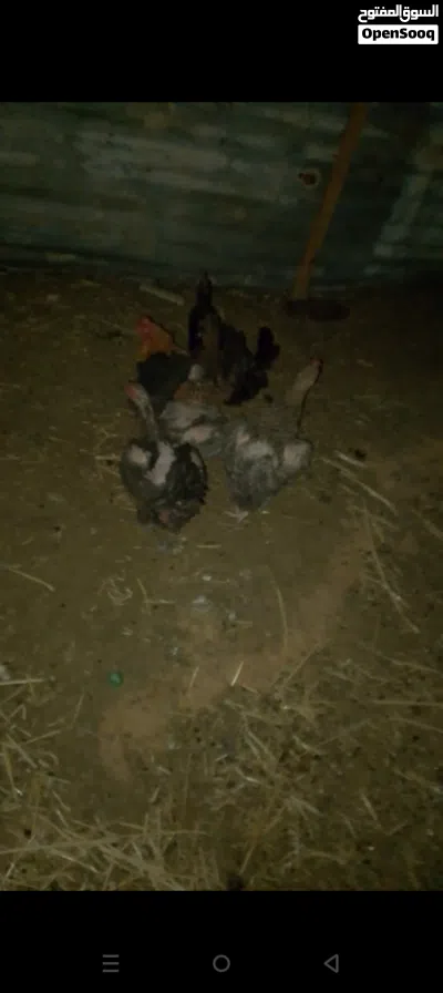 دجاج بلدي بياض 2