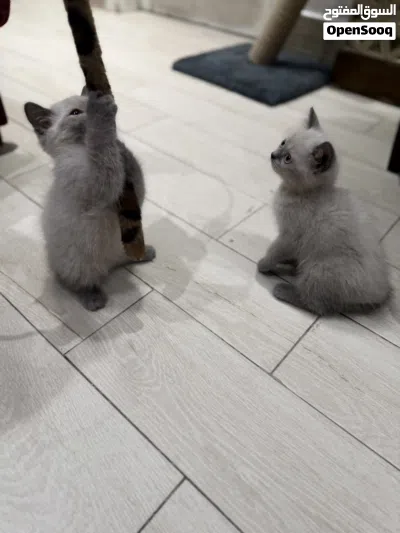 Grey British shorthair male kitten-2.5 months old -litter trained 4