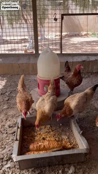 دجاج لوهمان 3