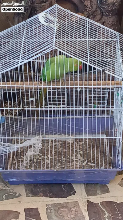 ببغاء الدره 4