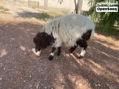 عبوره عمر سيع شهور ونص 2