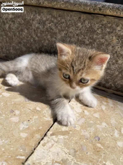 للبيع كيتنز قولدن شيدد جميلة جدًا 3