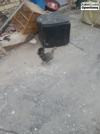 ديك ودجاحات2 بياضات 2