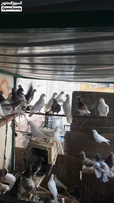 حمام لاحم الابيض والملون 2