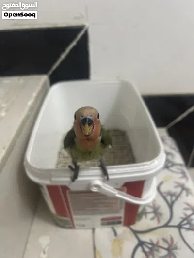 فرخ ببغاءوز 2