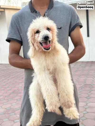 جاينت بودل للتبني – رسوم بسيطة – جاهز للتسليم Luxury Giant Poodle for Adoption – Nominal Fee 2