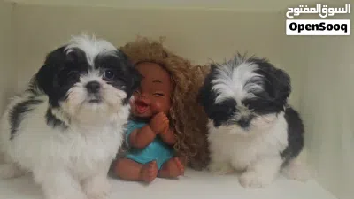 shihtzu peur شيتزو ييور 3