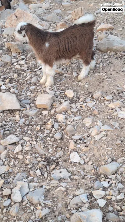 مواليد للبيع 3