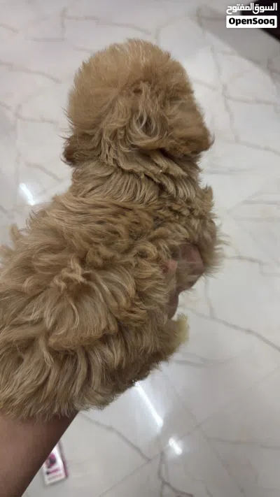 Maltipoo male puppy 2