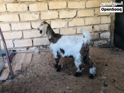 2عنياق البيع 3