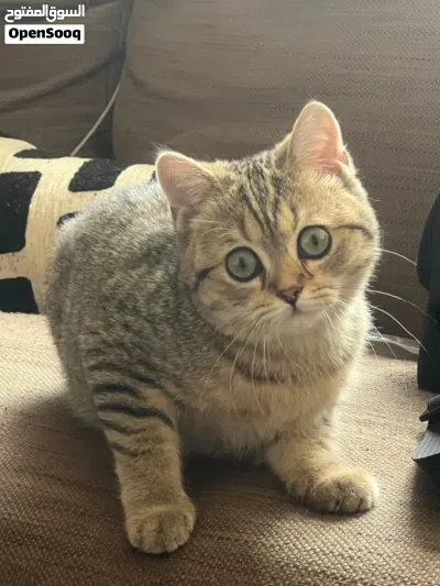 قطة سكوتش وبريتش 3